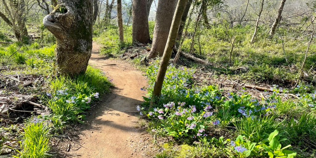 Quarry Trail System: Fredericksburg, VA